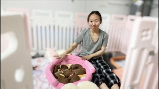 3 weeks Red toy poodle puppies, everyone did a great job｜ 美国玩具泰迪宝宝们3周日常记录，每只都好棒～