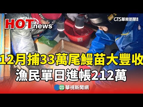 鰻苗年末大豐收！　12月捕33萬尾　漁民單日進帳212萬