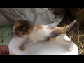 Yavru kedi Annesini Arıyor Çok Acıkmış Yavru kedi Annesini Arıyor Çok Acıkmış