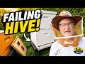 Beekeeping: What To Do If Your Hive Isn’t Growing