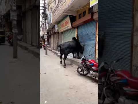 देसी सांड ने दुकानदारों को सबक सिखाया #animals #wildlife #funny