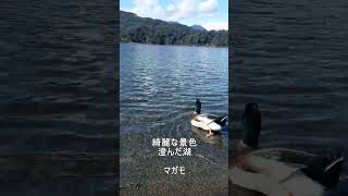 【宮崎】御池のマガモからパワーをもらって運が良くなる動画#shorts