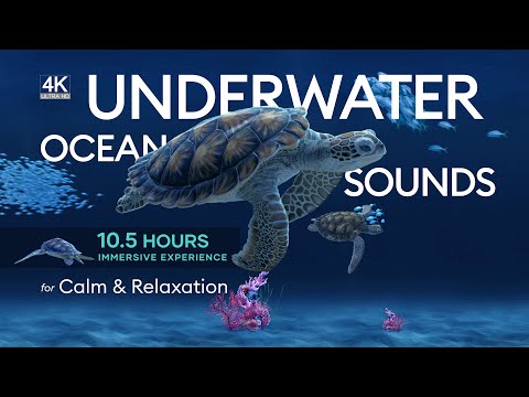 Underwater Ocean & Whale Sounds: 10 hours of Relaxing Ambient Sounds