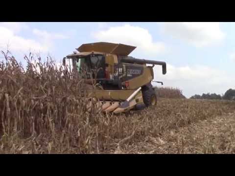 Corn Harvest 2016: CLAAS Lexion Combines with 18 Row Corn Heads