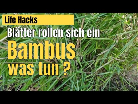 Bambus rollt die Blätter ein, krank oder vertrocknet, erholt sich der Bambus wieder?