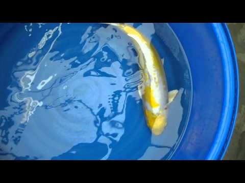 Lemon Hariwake 2 [720p]