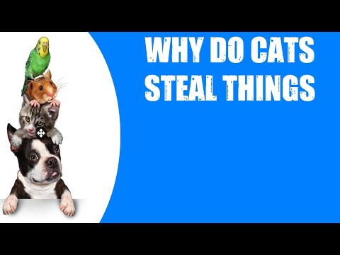 WHY DO CATS STEAL THINGS