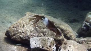 Download lagu Beginilah Bentuk Cumi-cumi Berenang di Laut mp3