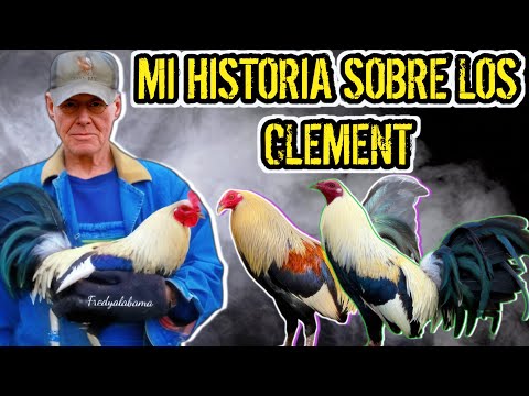 Roy Bready "Asi Obtuve Mis Giros Clement" 🌻🐓🐓🐓🔥🔥💥💥💥