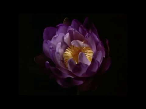 Smuv - Greenhouse EP