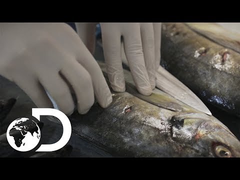 How Is Shark Food Prepped? | Shark Week 2017 | INFO BITES