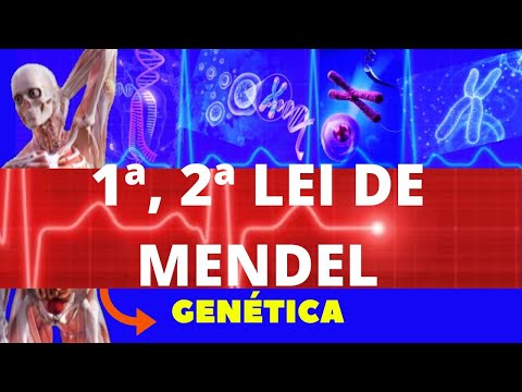 PRIMEIRA E SEGUNDA LEI DE MENDEL - GENÉTICA (EXERCÍCIO AO FINAL) - ENSINO SUPERIOR - LEI DE MENDEL
