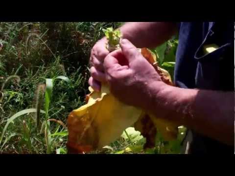 How to Harvest Your Virginia Gold Tobacco!
