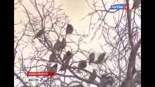 Снегири едят рябину и падают правда ли