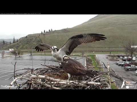 Louis Brings a Fish, Iris Brings a Stick – Apr. 13, 2017