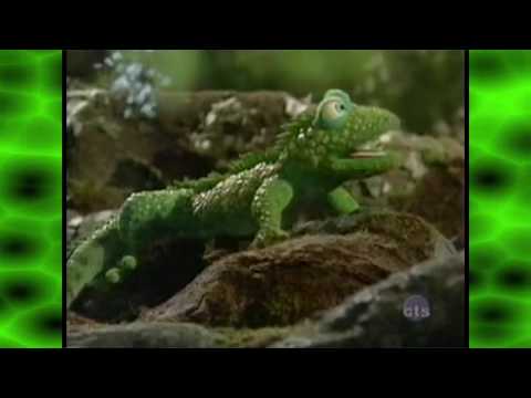 Muppet Songs: Solid Foam - The Food Chain Song