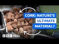 Cork: Is this nature's most versatile material? – BBC REEL