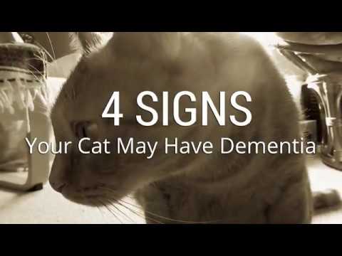 4 Signs Your Cat May Have Dementia