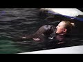 Whiskered baby walrus born at SeaWorld Orlando | Taste and See Tampa Bay