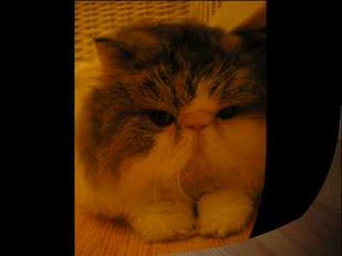 'STAR STAR' -PERSIAN CAT MUSIC VIDEO