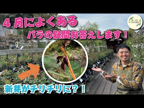 園芸 メアリーの心臓、出血する心臓、ジャネットの心臓