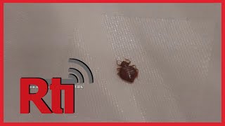 Unwanted bedmates show up at a Wanhua District hotel | Taiwan News | RTI