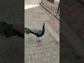 Radhebrajjanmansukhkari Jaishreekrishna Radhakrishna Radha Peacock Shorts Viral Trending