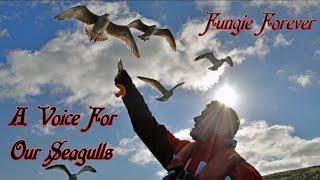 A Voice For Our Seagulls