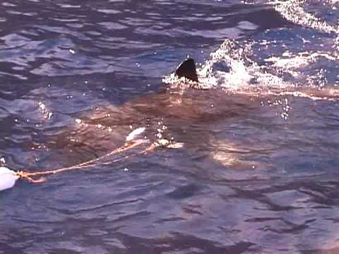 Great White Shark Doc in Guadalupe Island