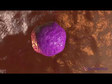 EXOGEN Mechanism of Action