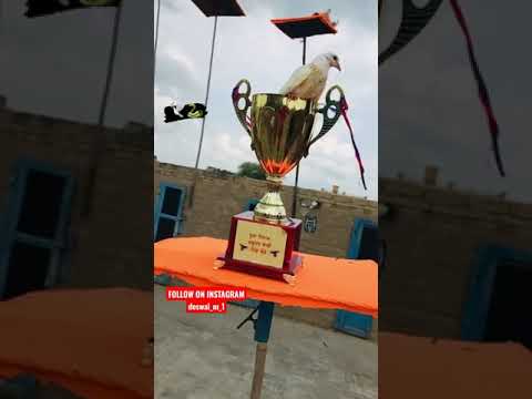 winner kabutar bazi || #kabutarbaaztricks #kabutarbazi #winner