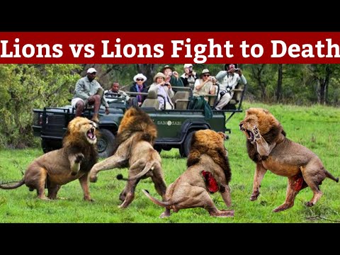 Most dangerous fight between lions for territory |you've never seen this before|kruger national park