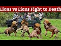 Most Dangerous Fight Between Lions For Territory You Ve Never Seen This Before Kruger National Park