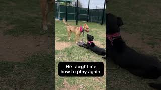 Video preview image #1 Mutt Puppy For Sale in McKinney, TX, USA