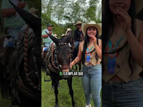 Vean a una montañera en San Rafael que casi se cae de un 🐴 #cabalgata #pueblo #andrearico #viral