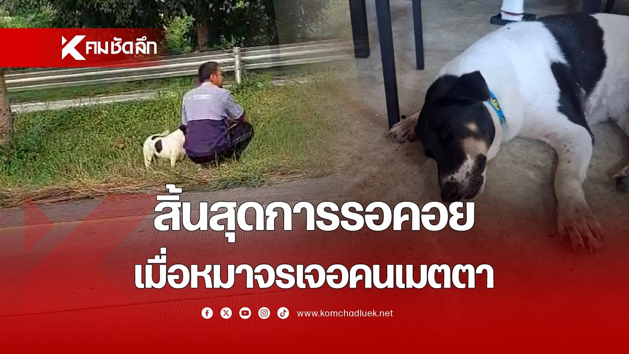 สิ้นสุดการรอคอย เมื่อ 'หมาจร' เจอคนเมตตา