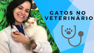 Gatos no consultório veterinário - Diário Felino