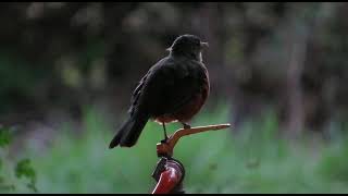 [Palavras Franciscanas]