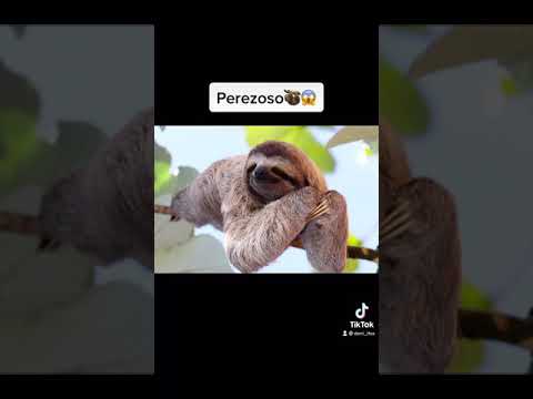 Los Animales Mojados Dan Mucho Miedo... #shorts