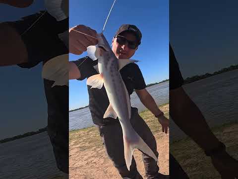 PESCA EN FIGHIERA 🎣 #pesca #pescaria #pescando #pescador