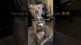 I swear he’s a human 😂😂 #funny #2025 #pitbull