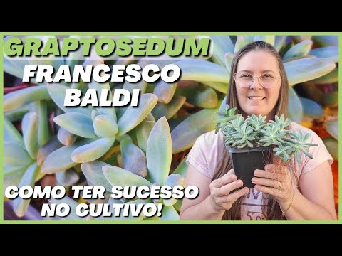 🟢 SUCULENTAS: Como cuidar da GRAPTOSEDUM FRANCESCO BALDI