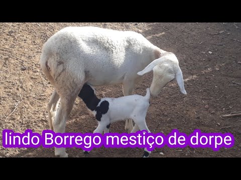 , title : 'ovelha pariu lindo Borrego mestiço dorp'
