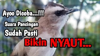 Download lagu Suara Panggilan Trucukan Jantan Tarung Gacor, Jadikan Trucuk Seketika NYAUT GACOR mp3 Download lagu Suara Panggilan Trucukan Jantan Tarung Gacor, Jadikan Trucuk Seketika NYAUT GACOR mp3