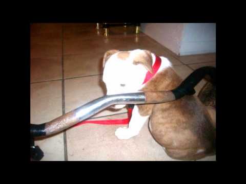 Lil Stone (Boxin' Like Im Rocky) 720p