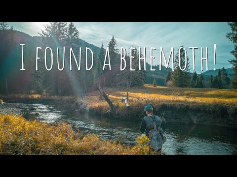 On the Hunt for Big Native Brown Trout | Alpine Fall Dry Fly Fishing