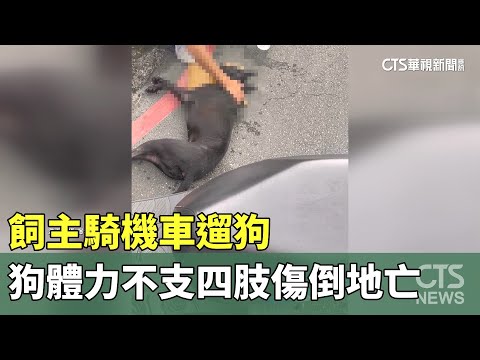 飼主騎機車遛狗　狗體力不支四肢傷倒地亡