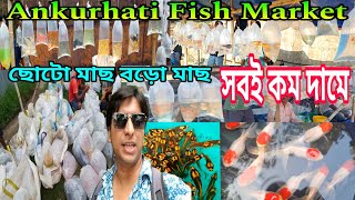 শুক্রবারের অঙ্কুরহাটির রঙিন মাছের হাট | Ankurhati Fish Market | Ankurhati Pet Market | Fish Market