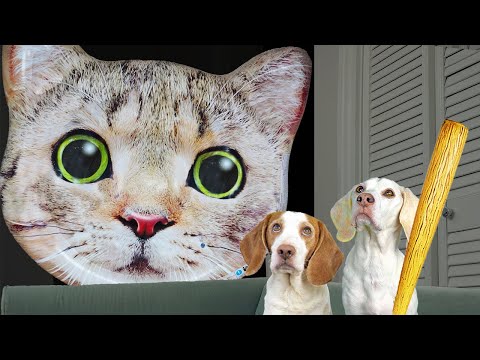Dogs vs Cats Compilation: Who Will Win?
