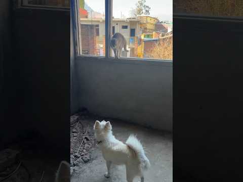 Yhan to ldai hi hogyi 😂 #funny #dog